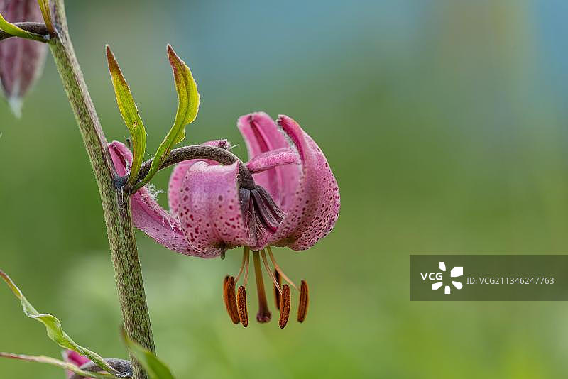 藜芦或土耳其帽百合图片素材