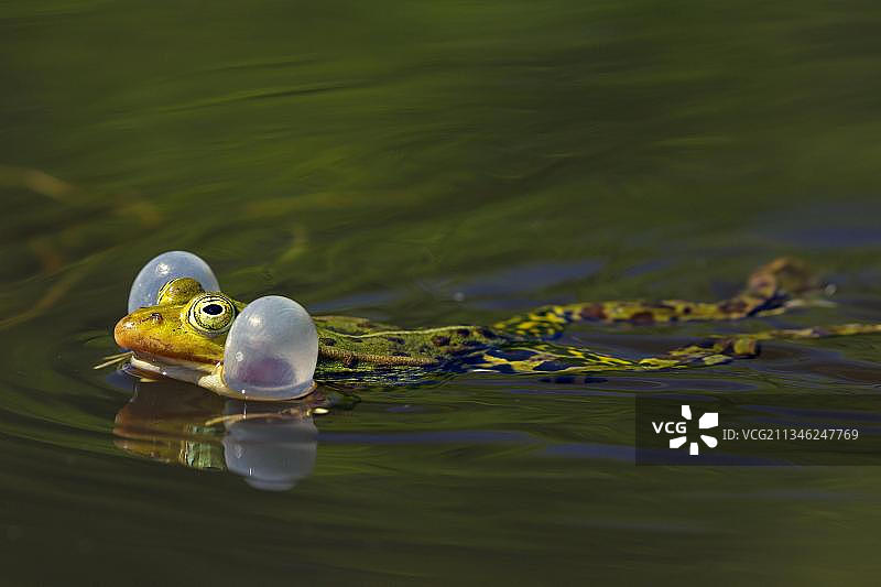 池塘里鼓起鸣囊的食用蛙图片素材