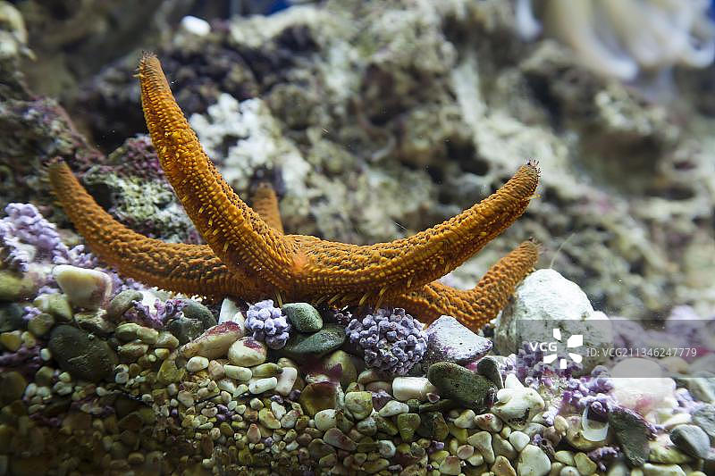 亚得里亚海克罗地亚水族馆中的海星图片素材