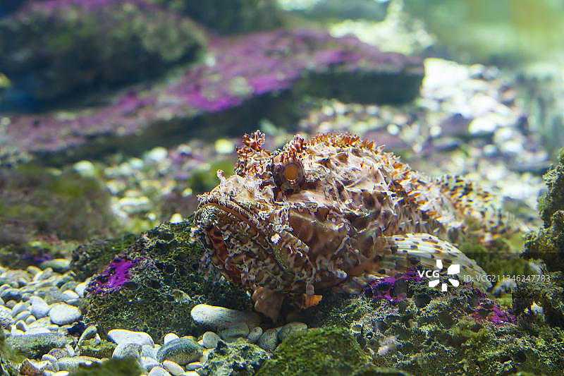 毒鲉，水族馆，克罗地亚巴斯卡岛图片素材