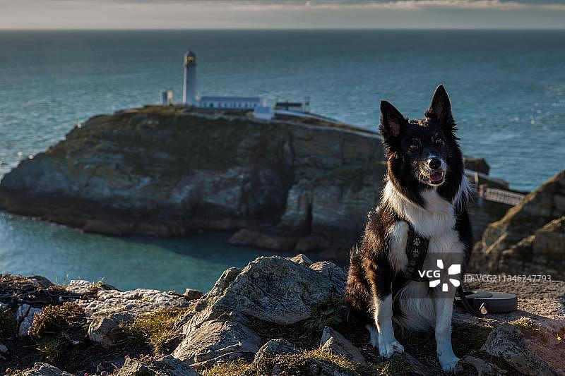 边境牧羊犬，南堆栈灯塔，英国威尔士安格尔西岛图片素材