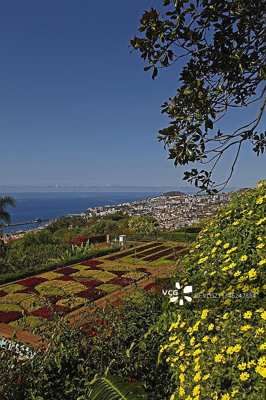 黑眼苏珊藤图片素材