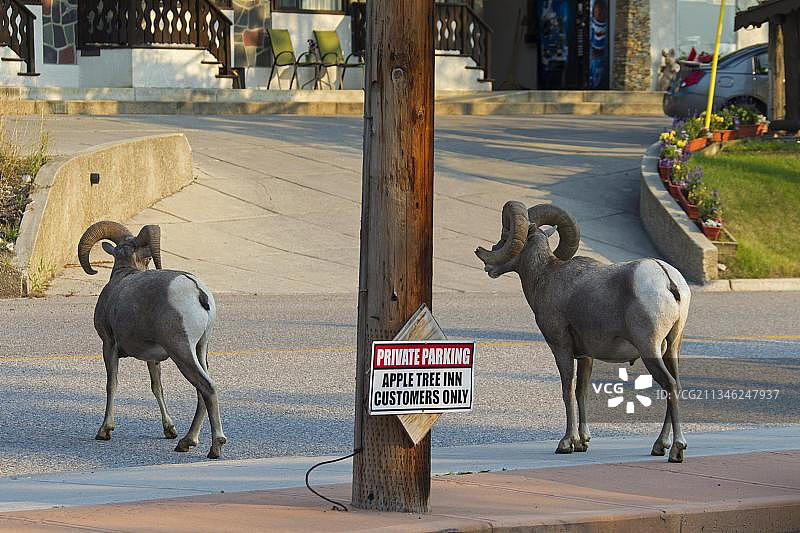 两只大角羊在加拿大不列颠哥伦比亚省拉迪姆温泉村的街道上图片素材