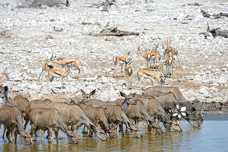 非洲纳米比亚埃托沙国家公园旱季，大捻角羚和跳羚在水坑饮水图片素材