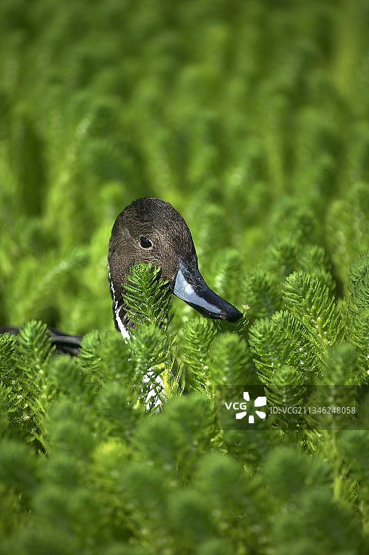 成年针尾鸭图片素材