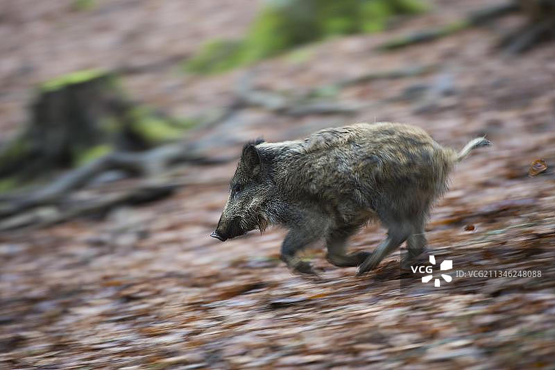 德国莱茵兰-普法尔茨道恩的野猪图片素材