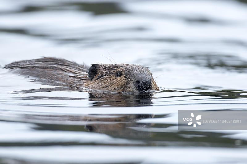 北美海狸（Castor canadensis），位于加拿大魁北克弗里隆国家公园图片素材