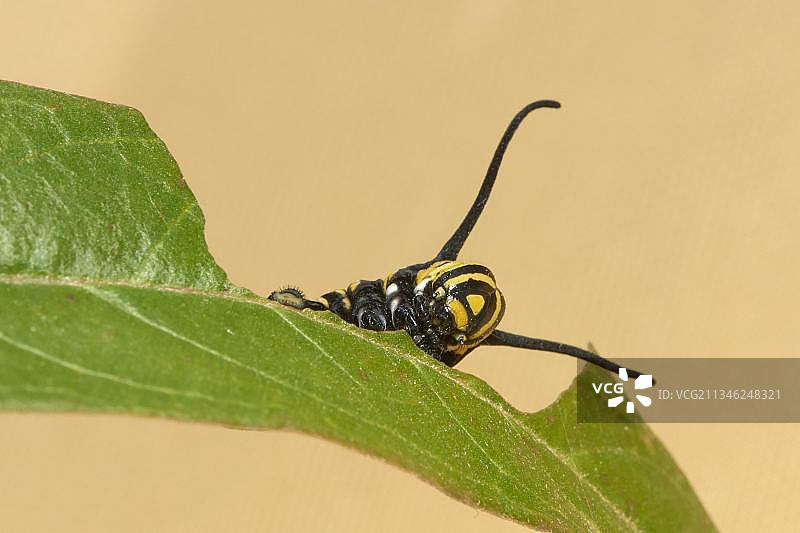 帝王蝶毛毛虫图片素材
