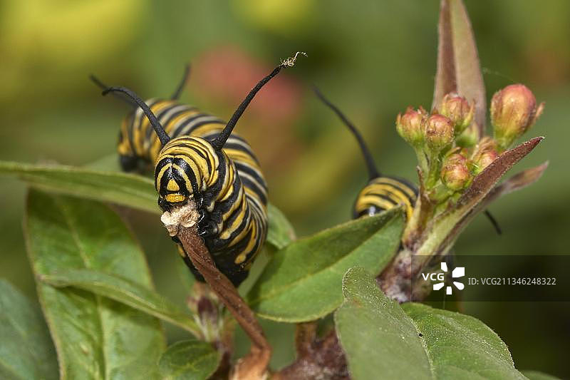 帝王蝶毛毛虫图片素材