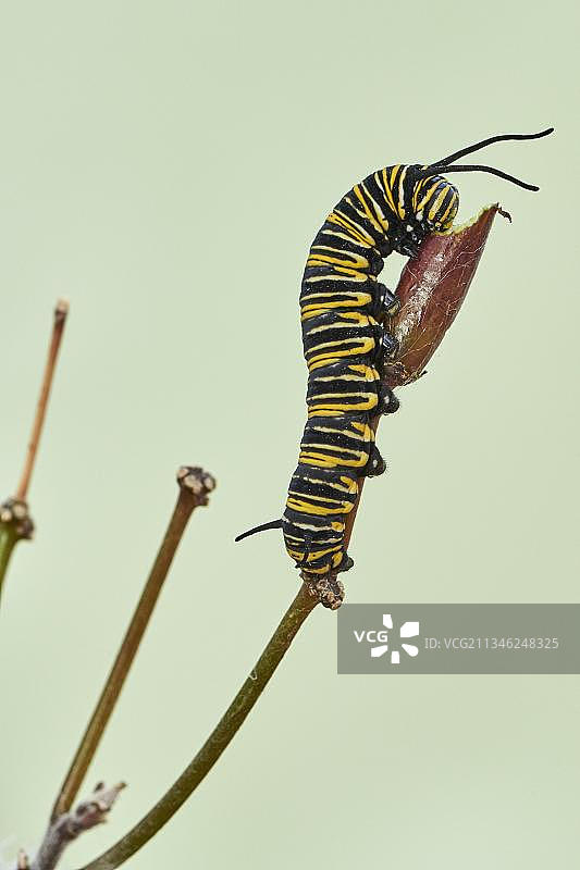 帝王蝶毛毛虫图片素材