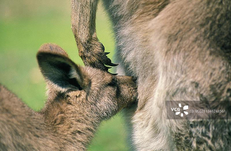 东部灰袋鼠（巨型袋鼠），带幼崽的雌性，澳大利亚，大洋洲图片素材