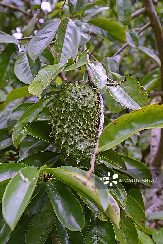 塞舌尔马埃岛的刺果番荔枝图片素材