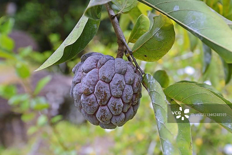 番荔枝果实，马埃岛，塞舌尔，非洲图片素材