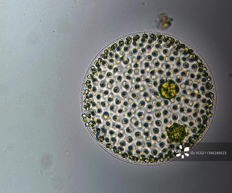 大约200倍放大倍率下的群体变形藻图片素材