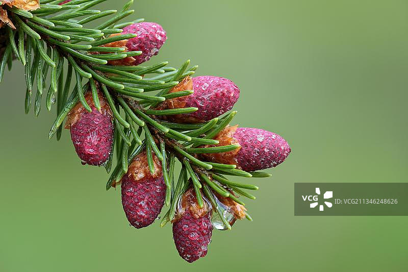 白云杉图片素材