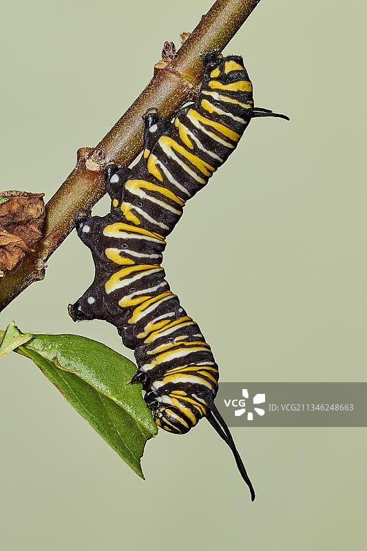 帝王蝶毛毛虫图片素材