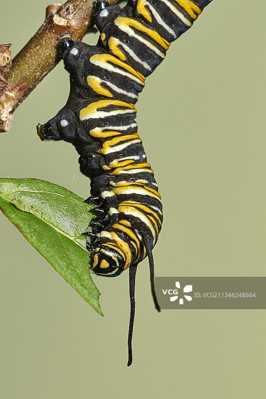 帝王蝶毛毛虫图片素材