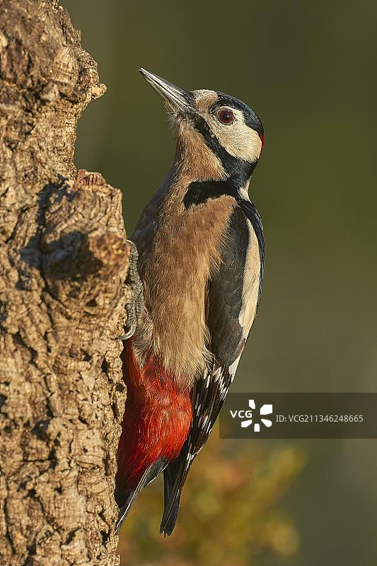 大斑啄木鸟，西班牙安达卢西亚图片素材