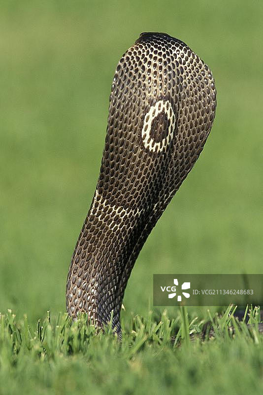 印度眼镜蛇（naja naja），头部后方，处于防御姿势的成年蛇图片素材