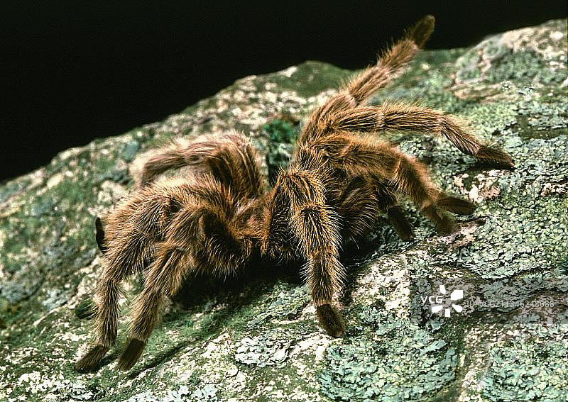 智利红玫瑰蜘蛛图片素材