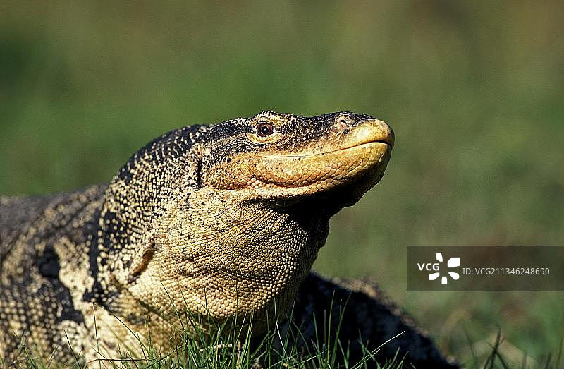 水巨蜥图片素材