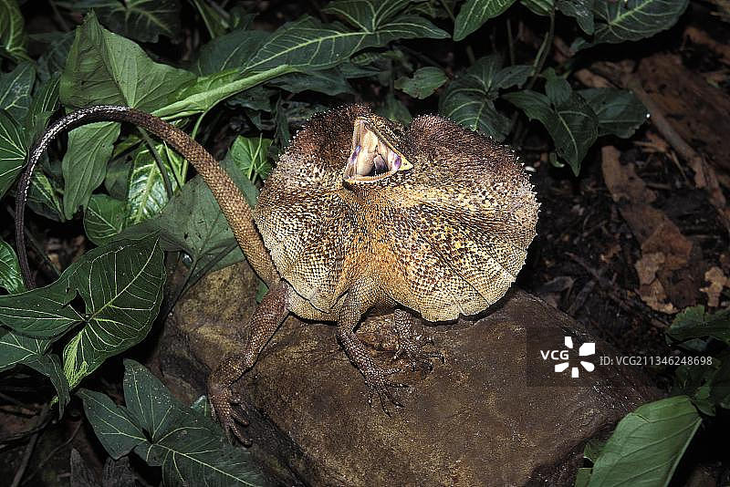 伞蜥（张开褶皱，防御姿态），澳大利亚，大洋洲图片素材