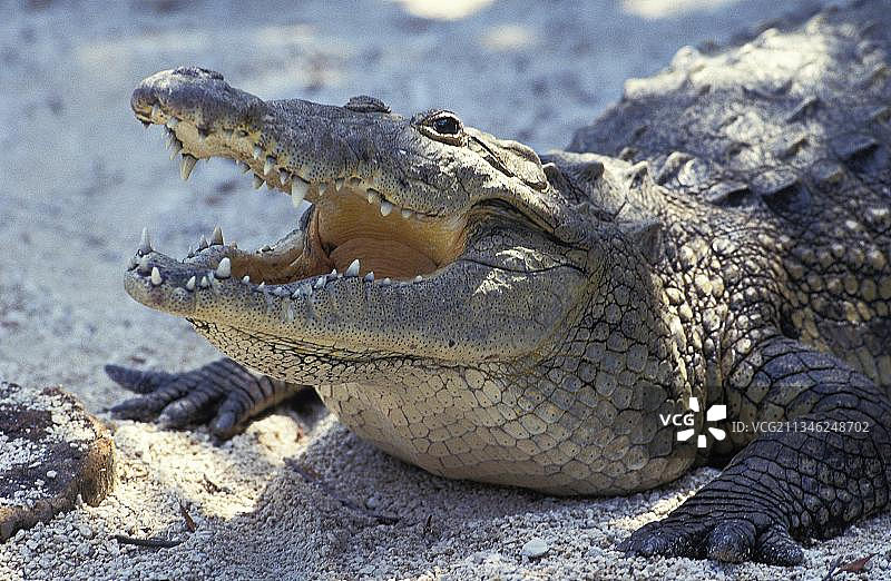 洪都拉斯开口的莫瑞雷鳄图片素材