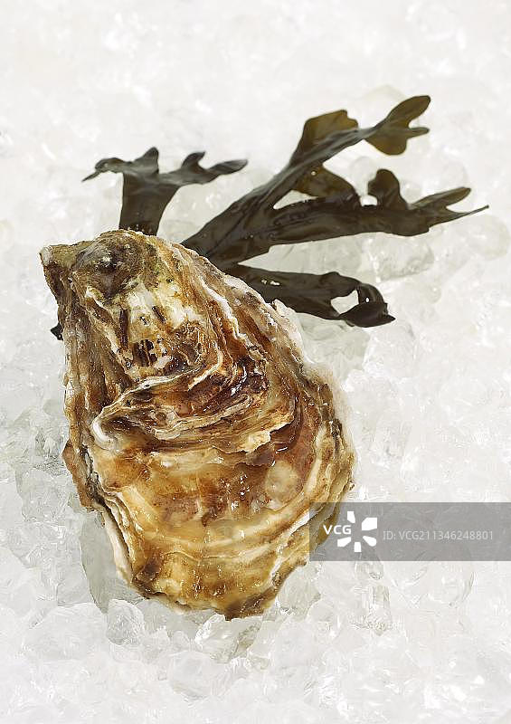 冰上的法国奥地利马雷讷-奥莱龙食用牡蛎图片素材