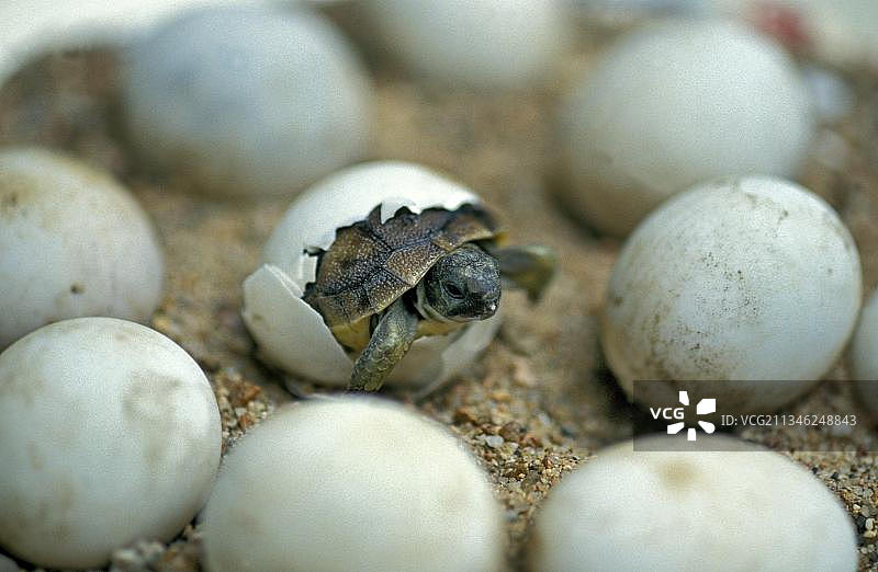 赫尔曼陆龟（testudo hermanni），幼龟破壳而出图片素材