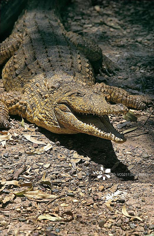 澳大利亚淡水鳄，张开嘴的成年个体，防御姿态图片素材