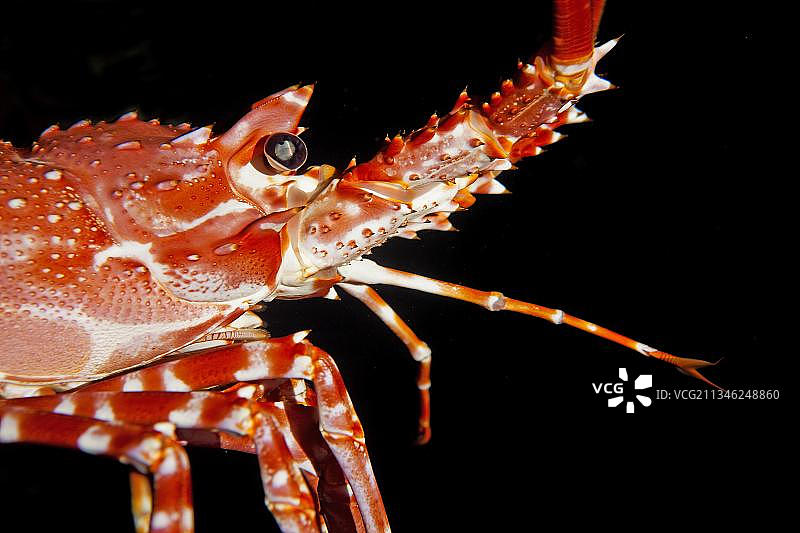 南非非洲，纳塔尔深海多刺龙虾头部特写图片素材