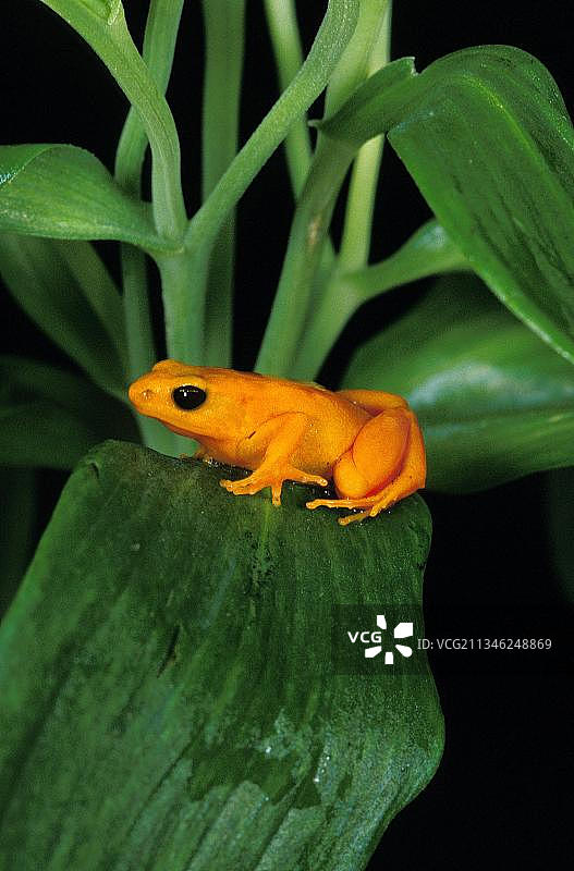 金色曼特拉蛙，树枝上的成年蛙图片素材