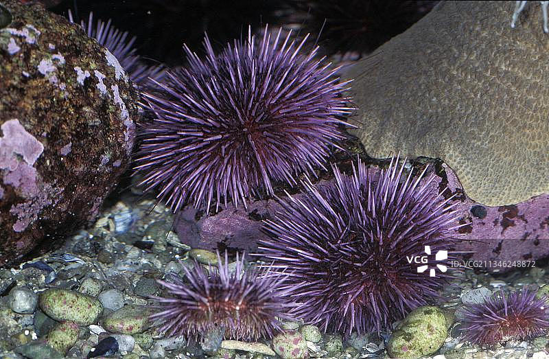 加州紫色海胆图片素材