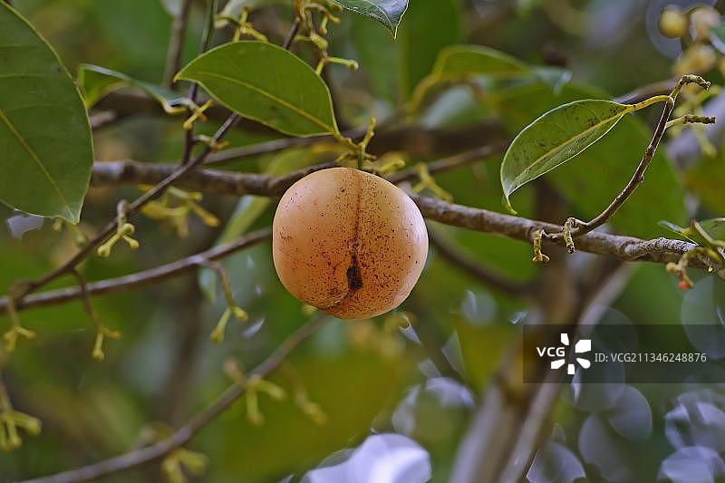 肉豆蔻树（Myristica fragrans），非洲塞舌尔马埃岛图片素材