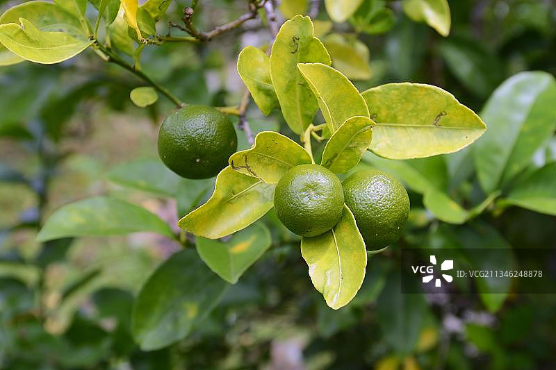苦橙，马埃岛，塞舌尔，非洲图片素材