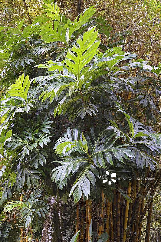 面包树（Artocarpus altilis）（Artocarpus communis），塞舌尔马埃岛图片素材