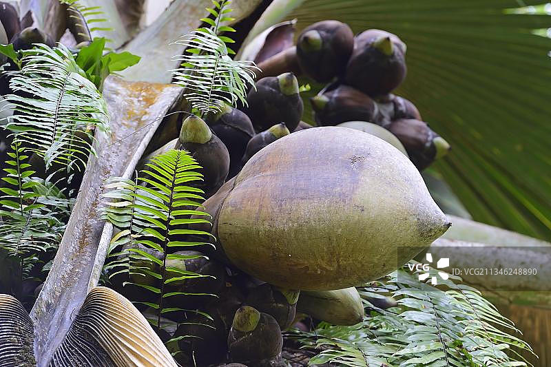 海椰子果实，马埃岛，塞舌尔图片素材