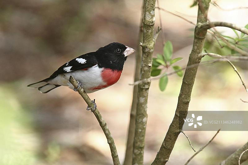 粉红凤头鹦鹉图片素材