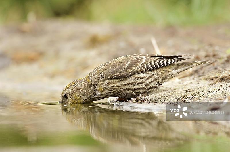 红交嘴雀图片素材