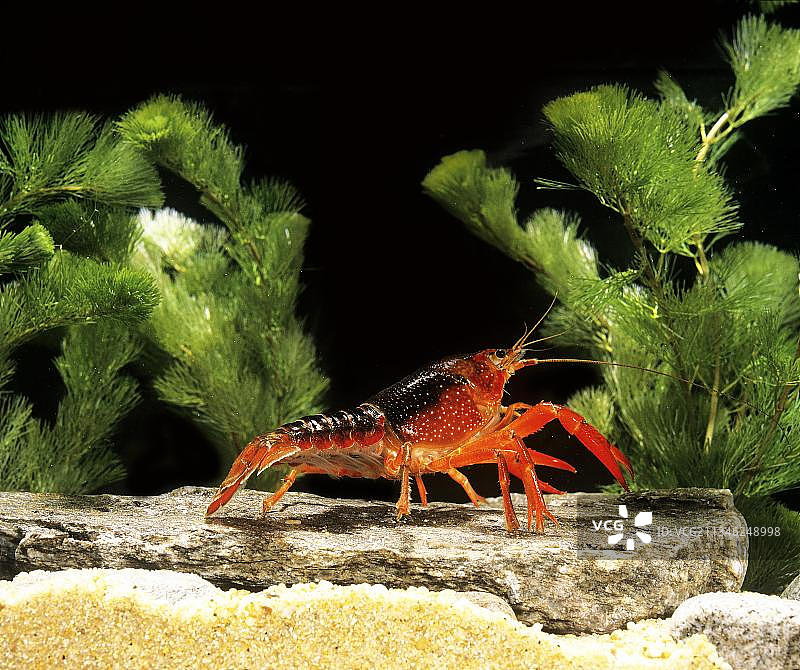 路易斯安那州小龙虾（克氏原螯虾）图片素材