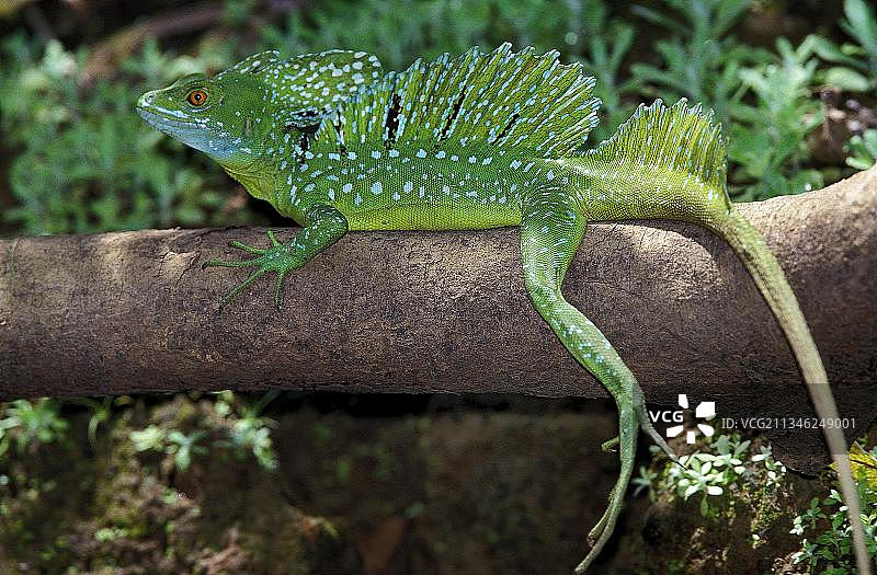 绿鬣蜥，成年于哥斯达黎加图片素材