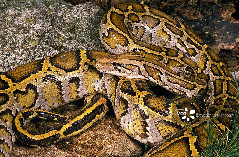 印度蟒图片素材