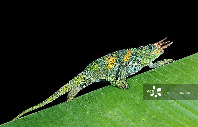 杰克逊变色龙图片素材