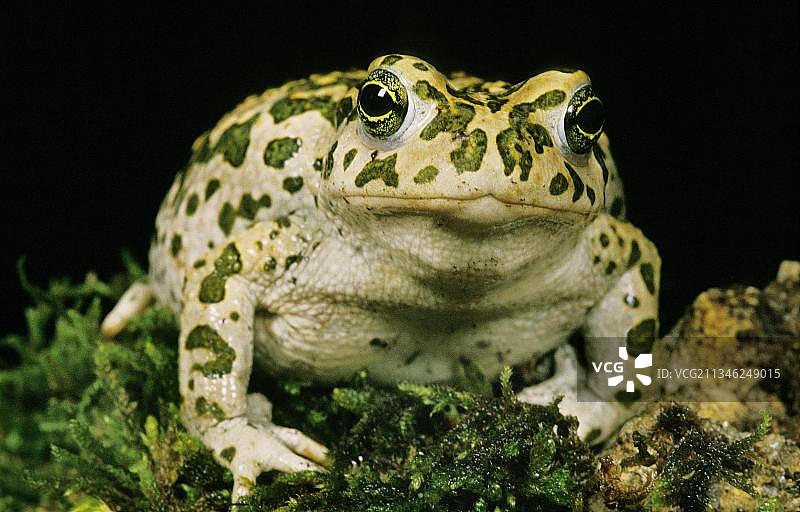 成年欧洲绿蟾蜍图片素材
