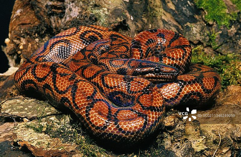 彩虹蚺图片素材