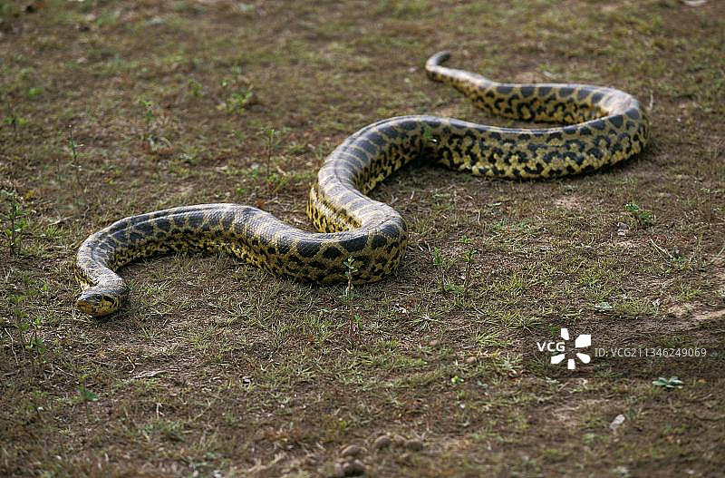 巴西潘塔纳尔的绿色水蟒图片素材