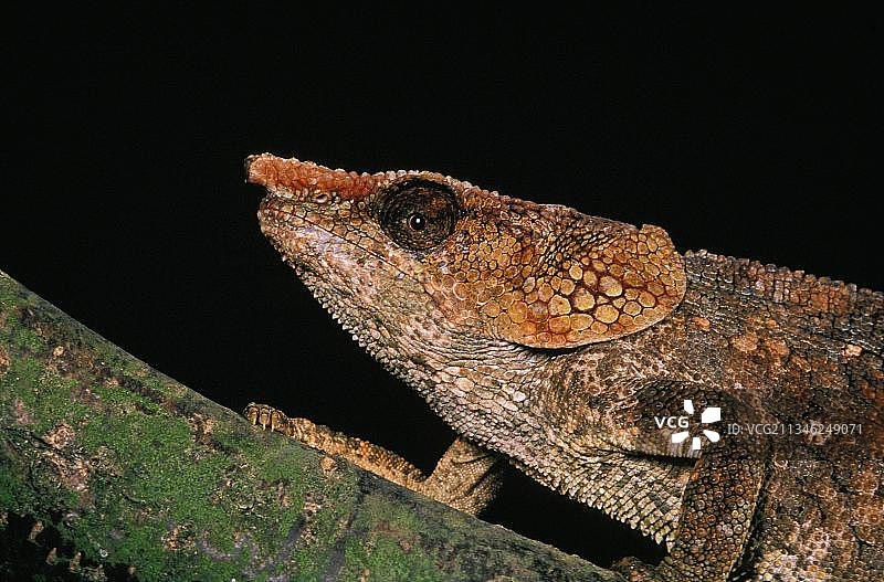 短角变色龙（侏儒变色龙），成年头部图片素材