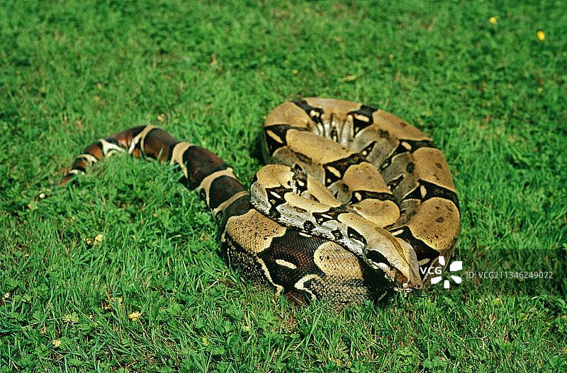 成年 boa 蟒图片素材