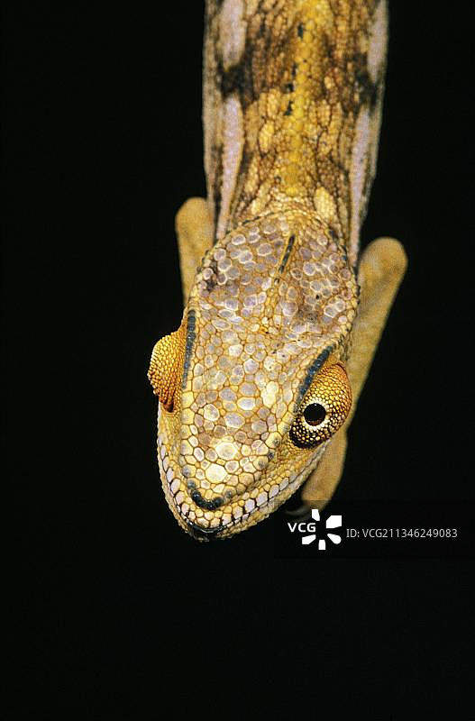 斧叶蕉龙图片素材