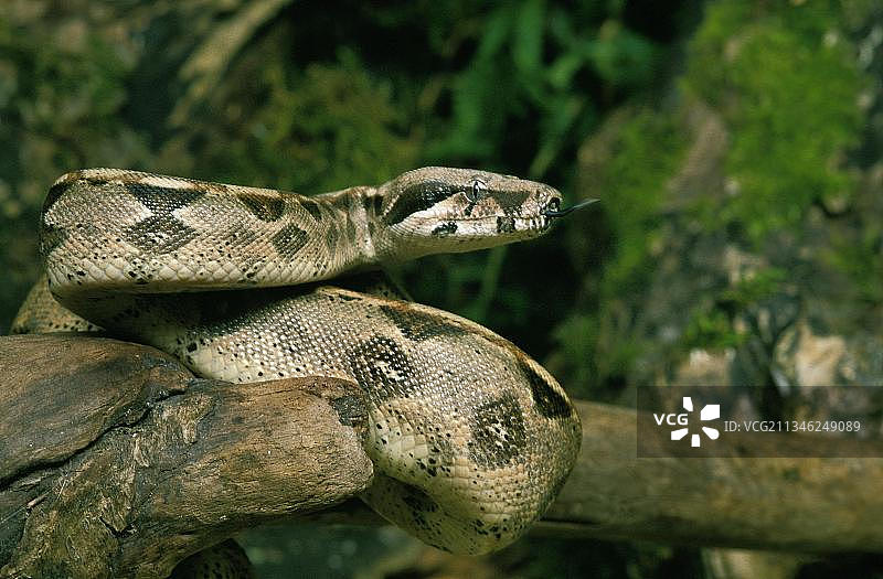 成年 boa 蟒图片素材